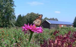 Photo of a monarch butterfly in front of a tobacco barn