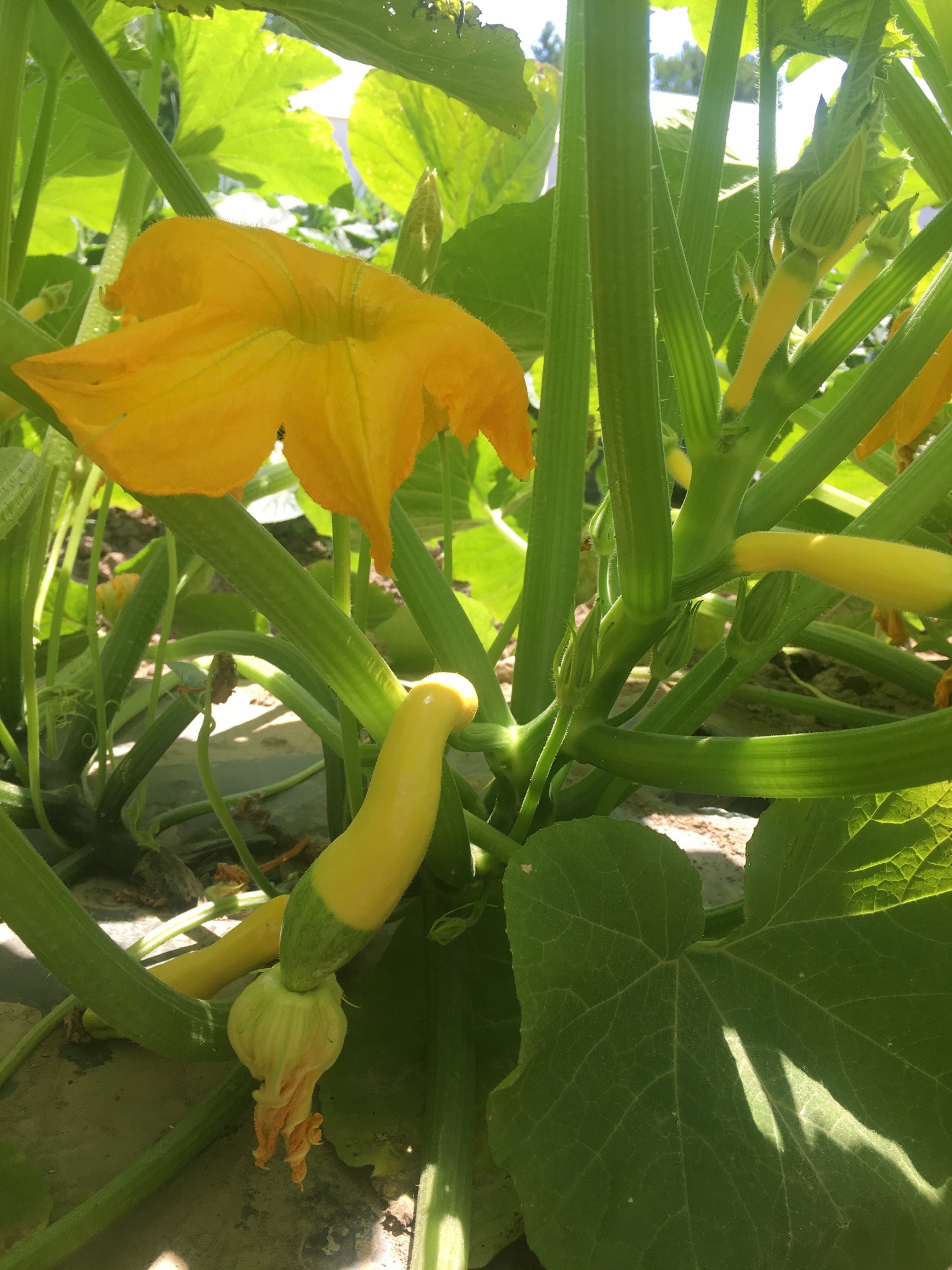 squash blossom Next Barn Over